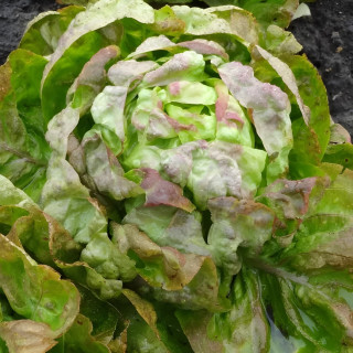 Laitue pommée d'hiver Passion brune