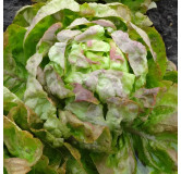 Laitue pommée d'hiver Passion brune