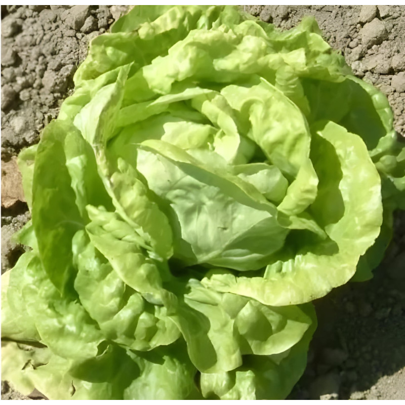 Laitue pommée d'été Reine de juillet