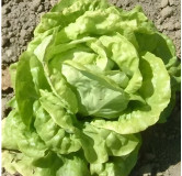 Laitue pommée d'été Reine de juillet