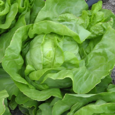 Laitue pommée d'été Blonde de Laeken (améliorée de Semailles)