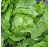 Laitue pommée d'été Blonde de Laeken (améliorée de Semailles)