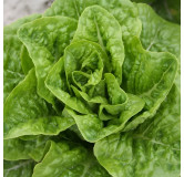 Laitue pommée d'été Craquerelle du Midi