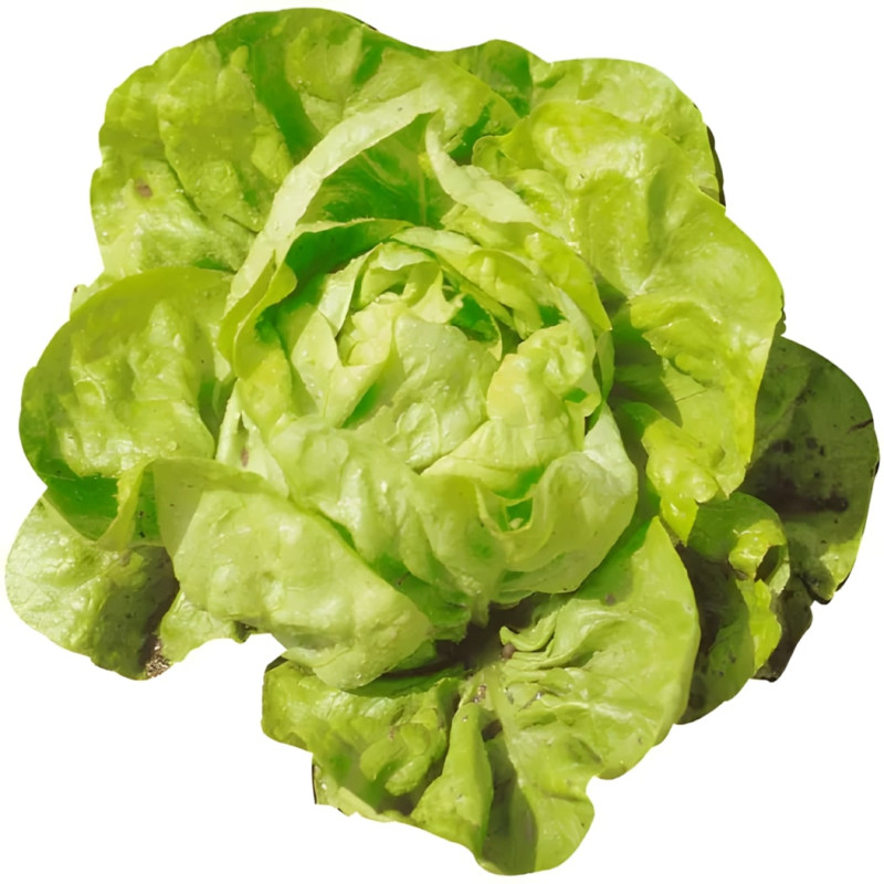 Laitue pommée d'été Kagraner