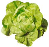 Laitue pommée d'été Kagraner