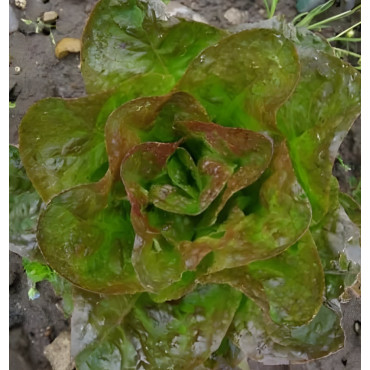 Laitue pommée d'hiver Baquieu