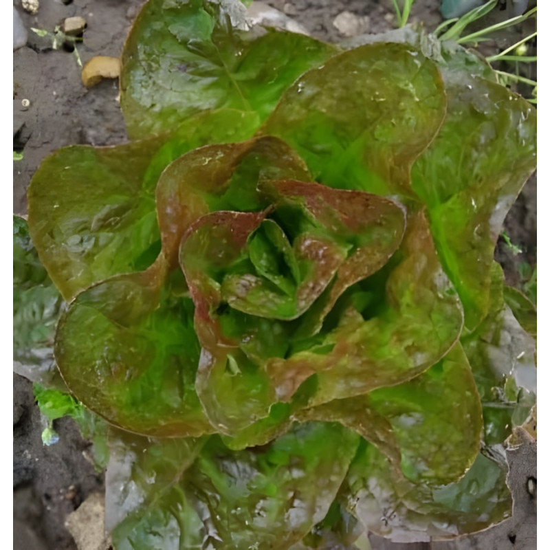 Laitue pommée d'hiver Baquieu