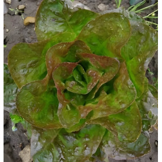 Laitue pommée d'hiver Baquieu