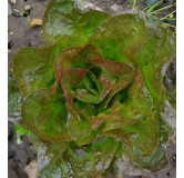 Laitue pommée d'hiver Baquieu