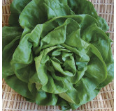 Laitue pommée d'hiver de Verrières