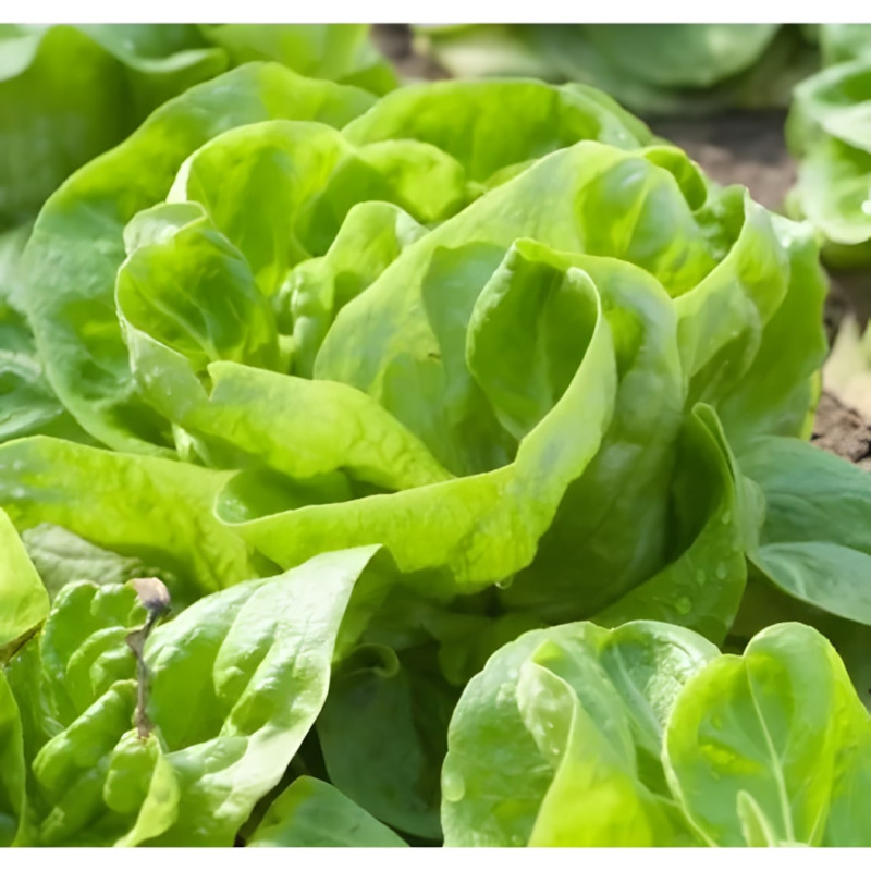 Laitue pommée de printemps Gotte d'Or
