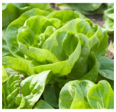 Laitue pommée de printemps Gotte d'Or