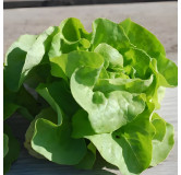 Laitue pommée de printemps la Première