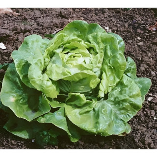 Laitue pommée d'été Gloire de Nantes