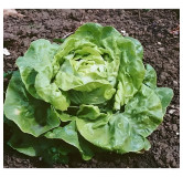 Laitue pommée d'été Gloire de Nantes