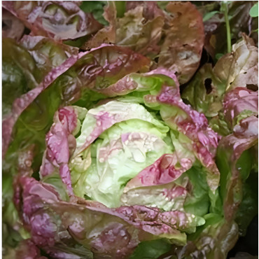 Laitue pommée d'hiver Grand-Mère à feuilles rouges