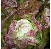 Laitue pommée d'hiver Grand-Mère à feuilles rouges