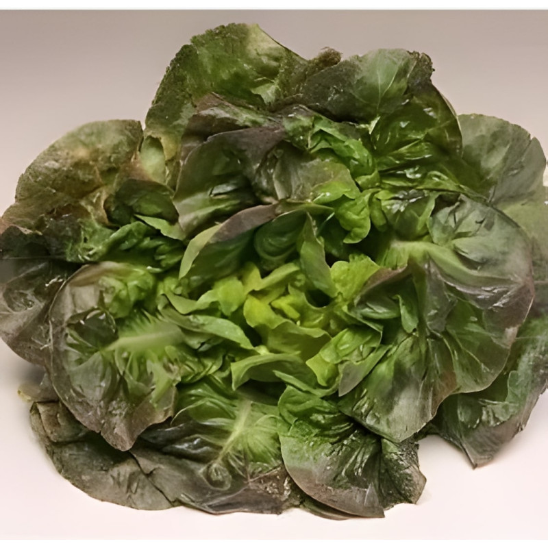 Laitue pommée d'hiver Rougette de Montpellier