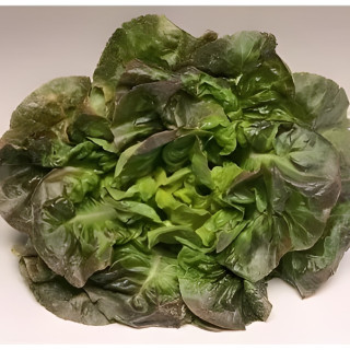 Laitue pommée d'hiver Rougette de Montpellier