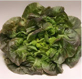 Laitue pommée d'hiver Rougette de Montpellier