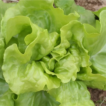 Laitue pommée de printemps Express