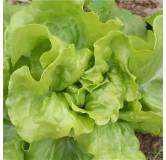 Laitue pommée de printemps Express