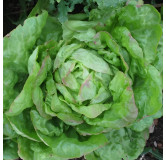 Laitue pommée quatre saisons Lorthois