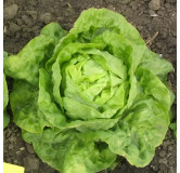 Laitue pommée de printemps et d'automne Lilloise