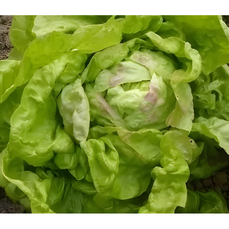 Laitue pommée de printemps Reine de Mai de Liège