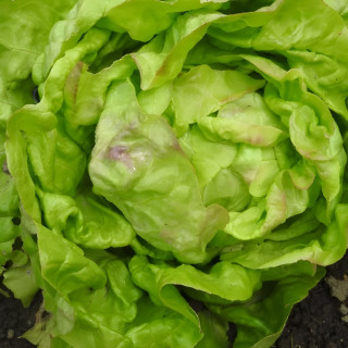 Laitue pommée de printemps hâtive d'Heverlee