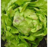Laitue pommée de printemps hâtive d'Heverlee