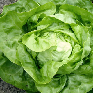 Laitue d'hiver Valdor