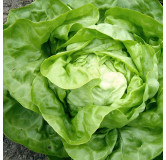 Laitue d'hiver Valdor