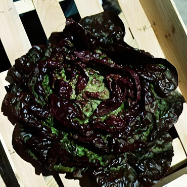 Laitue pommée Merveille des 4 Saisons