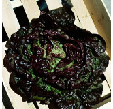 Laitue pommée Merveille des 4 Saisons