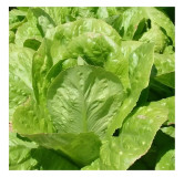 Laitue romaine Ballon