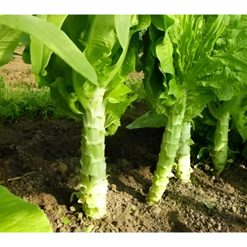 Laitue Asperge (Laitue romaine Celtuce)
