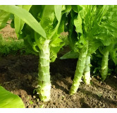 Laitue Asperge (Laitue romaine Celtuce)