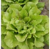 Laitue romaine Chicon des Charentes