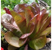 Laitue romaine Rouge d'hiver