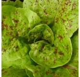 Laitue romaine Queue de Truite (Chicon Panaché)