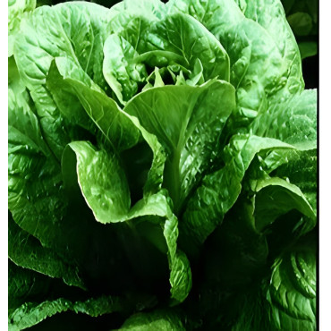 Laitue romaine Verte Maraîchère