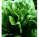 Laitue romaine Verte Maraîchère
