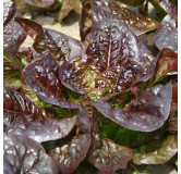 Laitue romaine Little Leprechaun