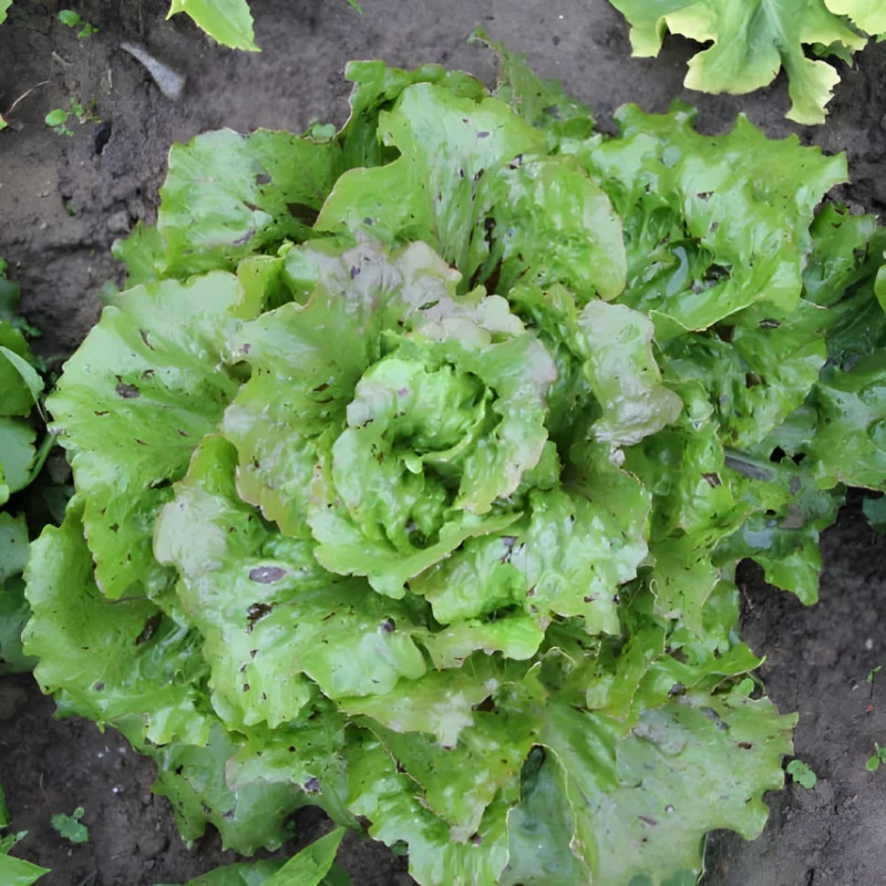 Laitue pommée d'hiver de Trémont