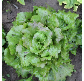 Laitue pommée d'hiver de Trémont