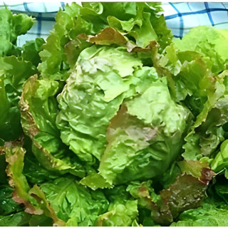 Laitue Batavia d'hiver St Antoine