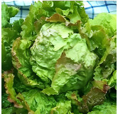 Laitue Batavia d'hiver St Antoine