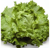 Laitue batavia Dorée de Printemps