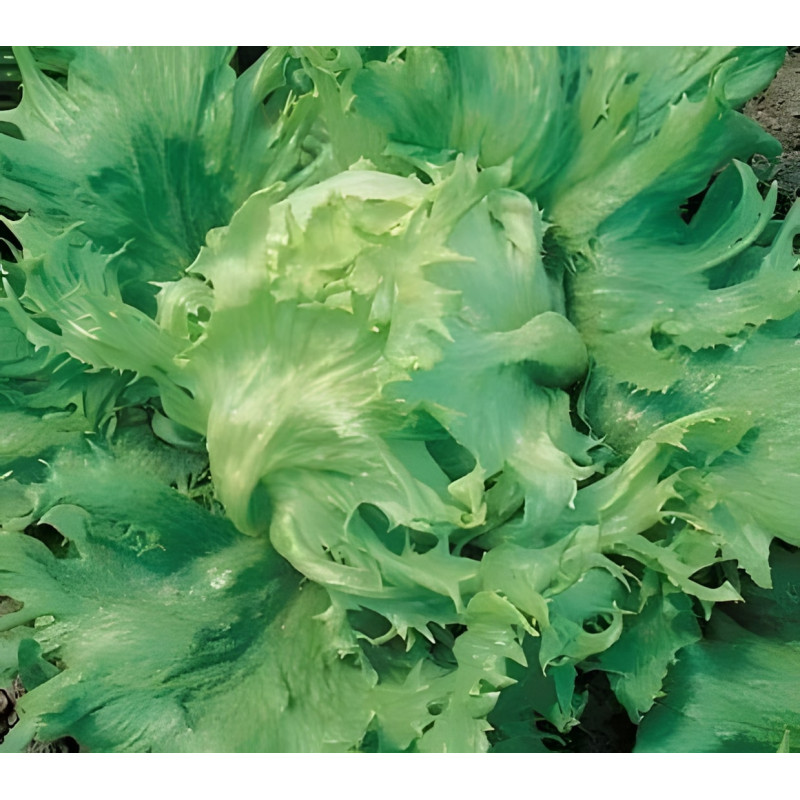 Laitue batavia Reine des Glaces